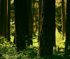 Preview wallpaper forest, trees, greenery, light, nature