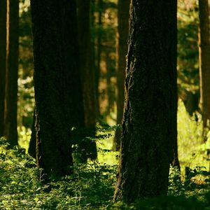 Preview wallpaper forest, trees, greenery, light, nature