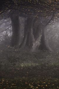 Preview wallpaper forest, trees, haze, gloomy, autumn, landscape