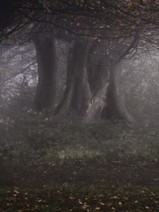 Preview wallpaper forest, trees, haze, gloomy, autumn, landscape