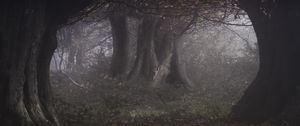 Preview wallpaper forest, trees, haze, gloomy, autumn, landscape