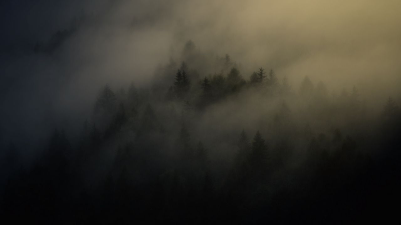 Wallpaper forest, trees, haze, fog, night