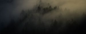 Preview wallpaper forest, trees, haze, fog, night