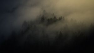 Preview wallpaper forest, trees, haze, fog, night