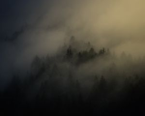 Preview wallpaper forest, trees, haze, fog, night