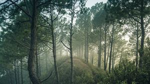 Preview wallpaper forest, trees, hill, bushes, branches