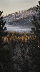 Preview wallpaper forest, trees, hill, fog, nature