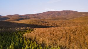 Preview wallpaper forest, trees, hills, nature, landscape