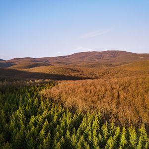 Preview wallpaper forest, trees, hills, nature, landscape