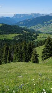 Preview wallpaper forest, trees, hills, nature