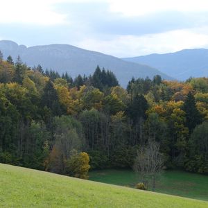 Preview wallpaper forest, trees, hills, landscape, green