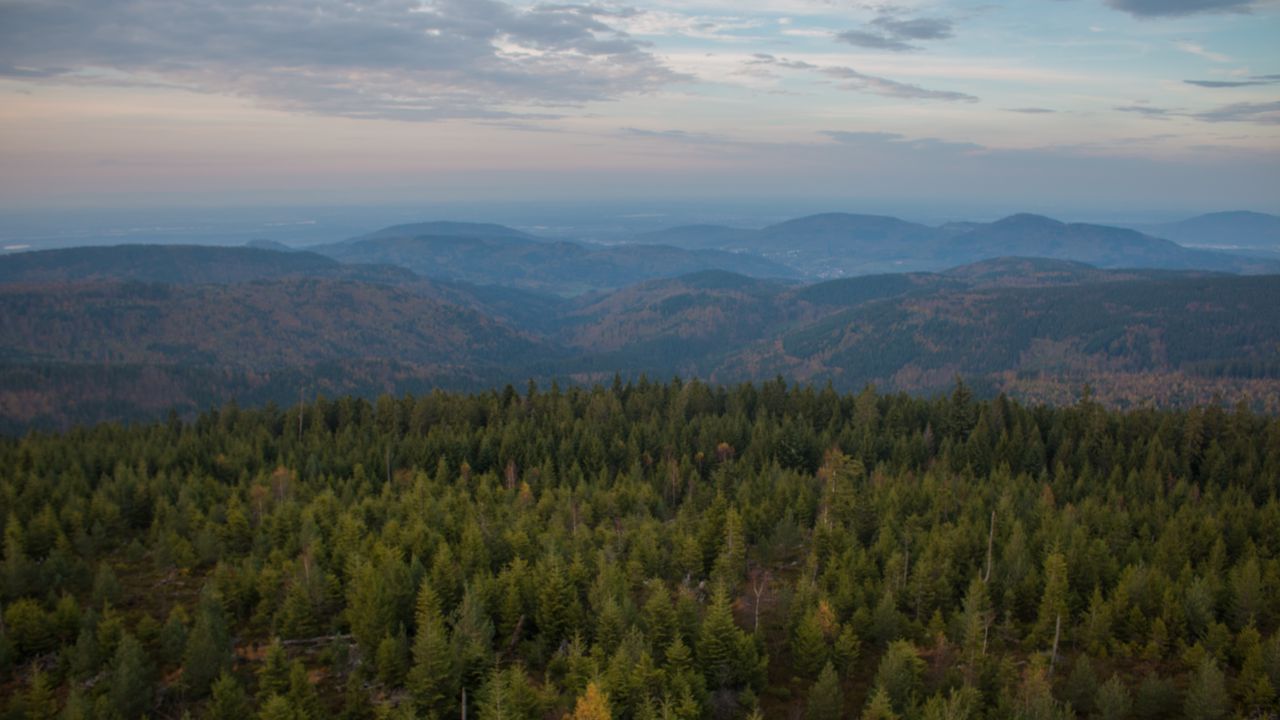 Wallpaper forest, trees, hills, landscape