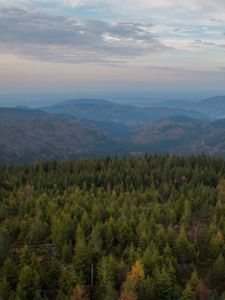 Preview wallpaper forest, trees, hills, landscape