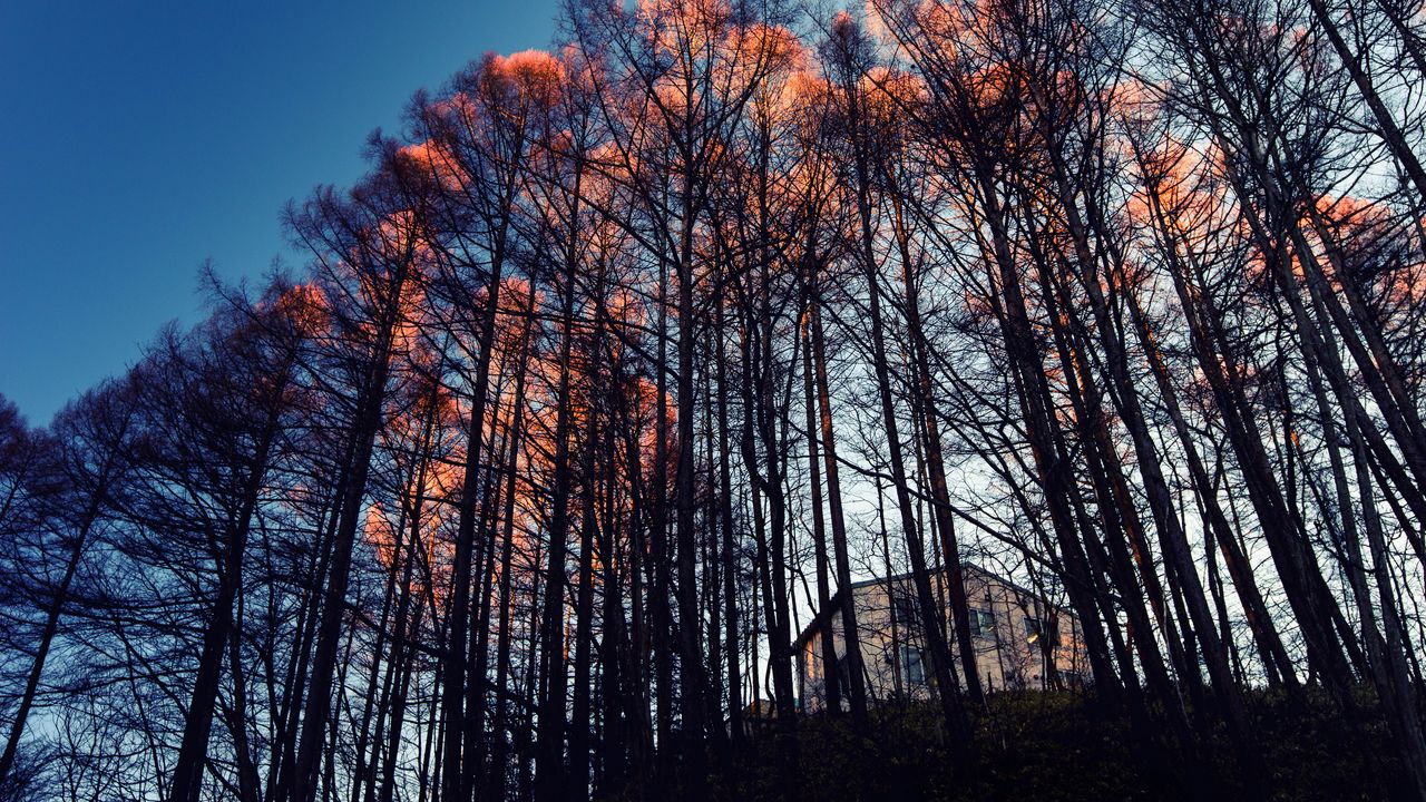 Wallpaper forest, trees, house, evening