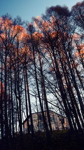 Preview wallpaper forest, trees, house, evening