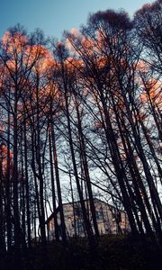 Preview wallpaper forest, trees, house, evening