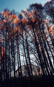 Preview wallpaper forest, trees, house, evening