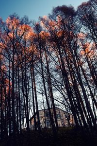 Preview wallpaper forest, trees, house, evening