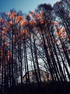 Preview wallpaper forest, trees, house, evening
