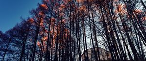 Preview wallpaper forest, trees, house, evening
