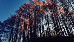 Preview wallpaper forest, trees, house, evening