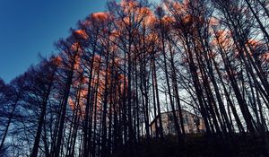 Preview wallpaper forest, trees, house, evening