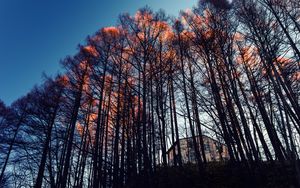 Preview wallpaper forest, trees, house, evening