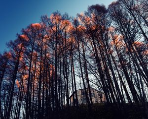 Preview wallpaper forest, trees, house, evening