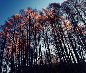Preview wallpaper forest, trees, house, evening
