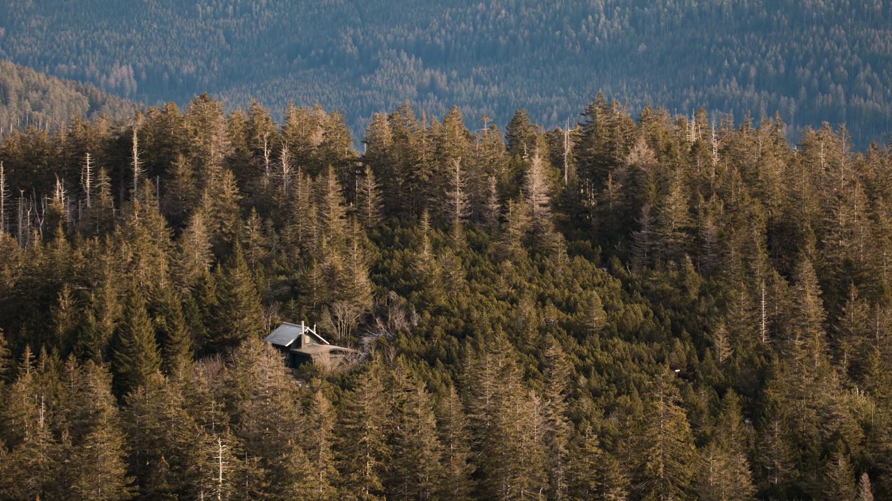 Wallpaper forest, trees, house, nature