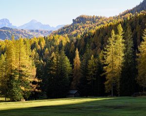 Preview wallpaper forest, trees, house, landscape, glade