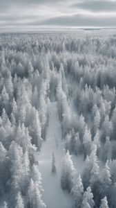 Preview wallpaper forest, trees, ice, frost, winter, art