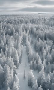 Preview wallpaper forest, trees, ice, frost, winter, art