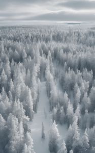 Preview wallpaper forest, trees, ice, frost, winter, art