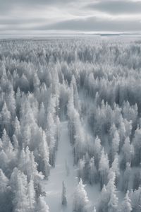 Preview wallpaper forest, trees, ice, frost, winter, art