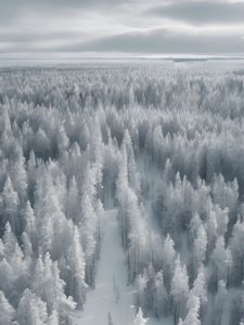 Preview wallpaper forest, trees, ice, frost, winter, art