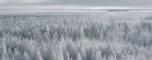 Preview wallpaper forest, trees, ice, frost, winter, art