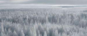 Preview wallpaper forest, trees, ice, frost, winter, art