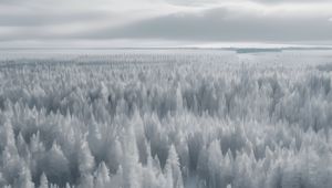 Preview wallpaper forest, trees, ice, frost, winter, art