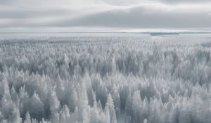 Preview wallpaper forest, trees, ice, frost, winter, art