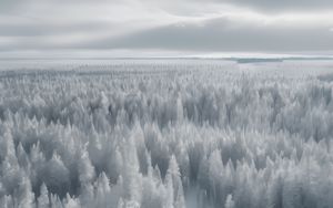 Preview wallpaper forest, trees, ice, frost, winter, art