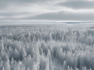 Preview wallpaper forest, trees, ice, frost, winter, art