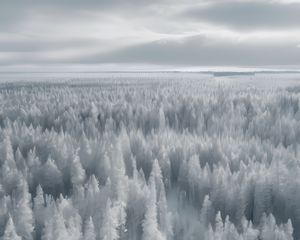 Preview wallpaper forest, trees, ice, frost, winter, art