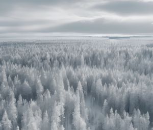 Preview wallpaper forest, trees, ice, frost, winter, art