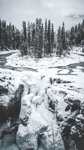 Preview wallpaper forest, trees, ice, snow, snowy