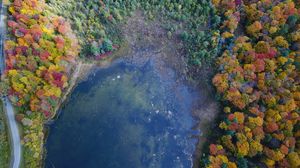 Preview wallpaper forest, trees, lake, aerial view