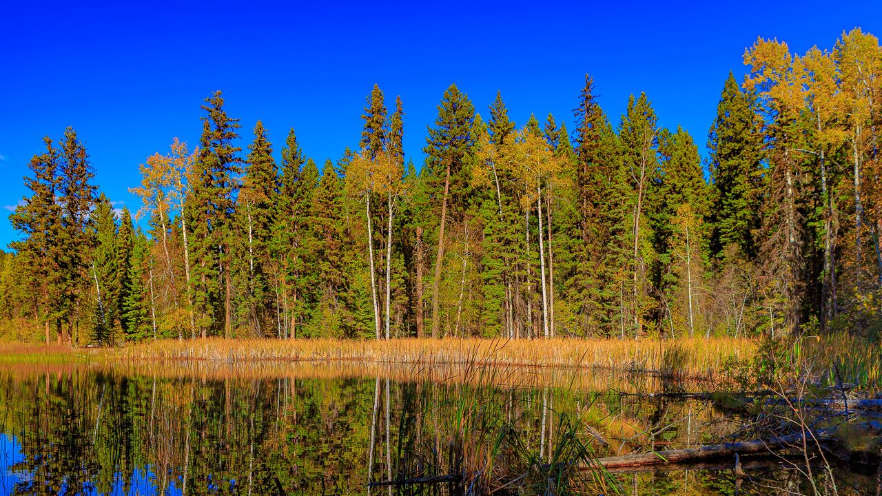 Wallpaper forest, trees, lake, reflection, landscape, nature
