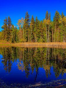 Preview wallpaper forest, trees, lake, reflection, landscape, nature