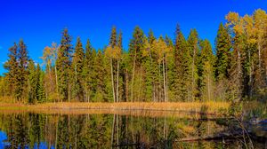 Preview wallpaper forest, trees, lake, reflection, landscape, nature
