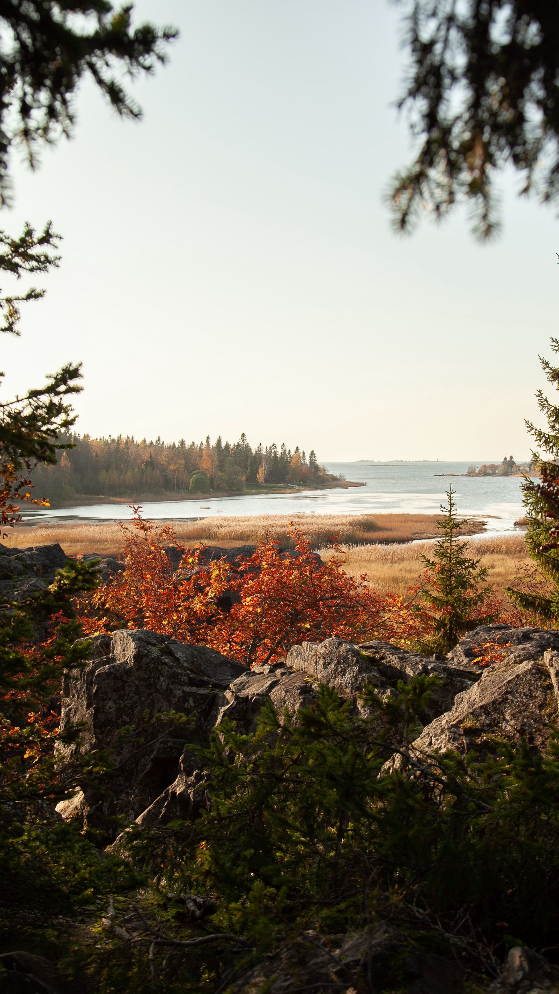 Download wallpaper 2160x3840 forest, trees, lake, stones, landscape